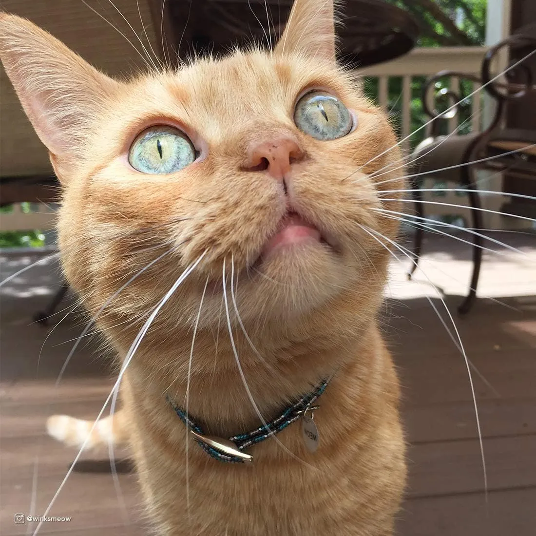Elasta Cat Reflective Safety Stretch Collar