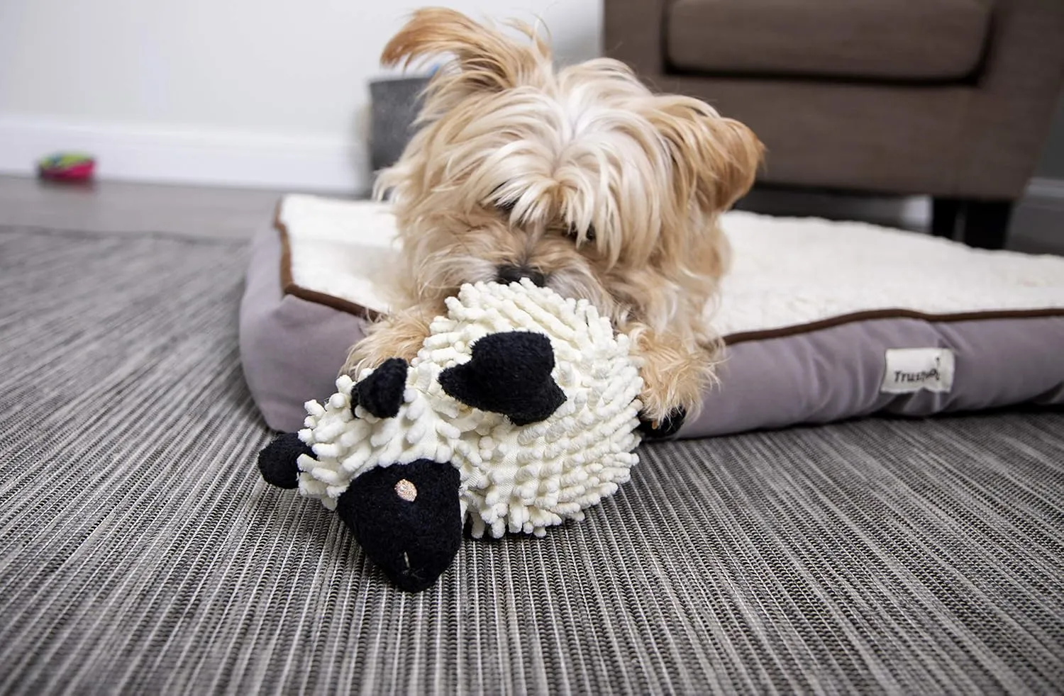 goDog Fuzzy Wuzzy Lamb Squeaky Plush Dog Toy, Chew Guard Technology - Assorted, Small
