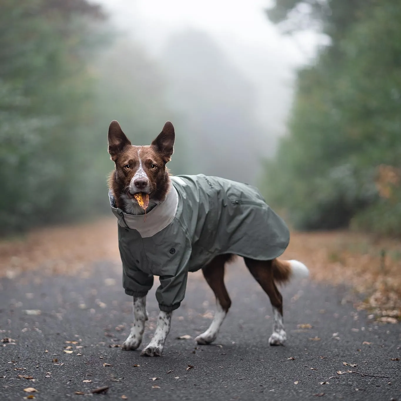Midnight Forest Dog Jacket - Water-Resistant & Adjustable | Large Dog Raincoat with Packable Hood