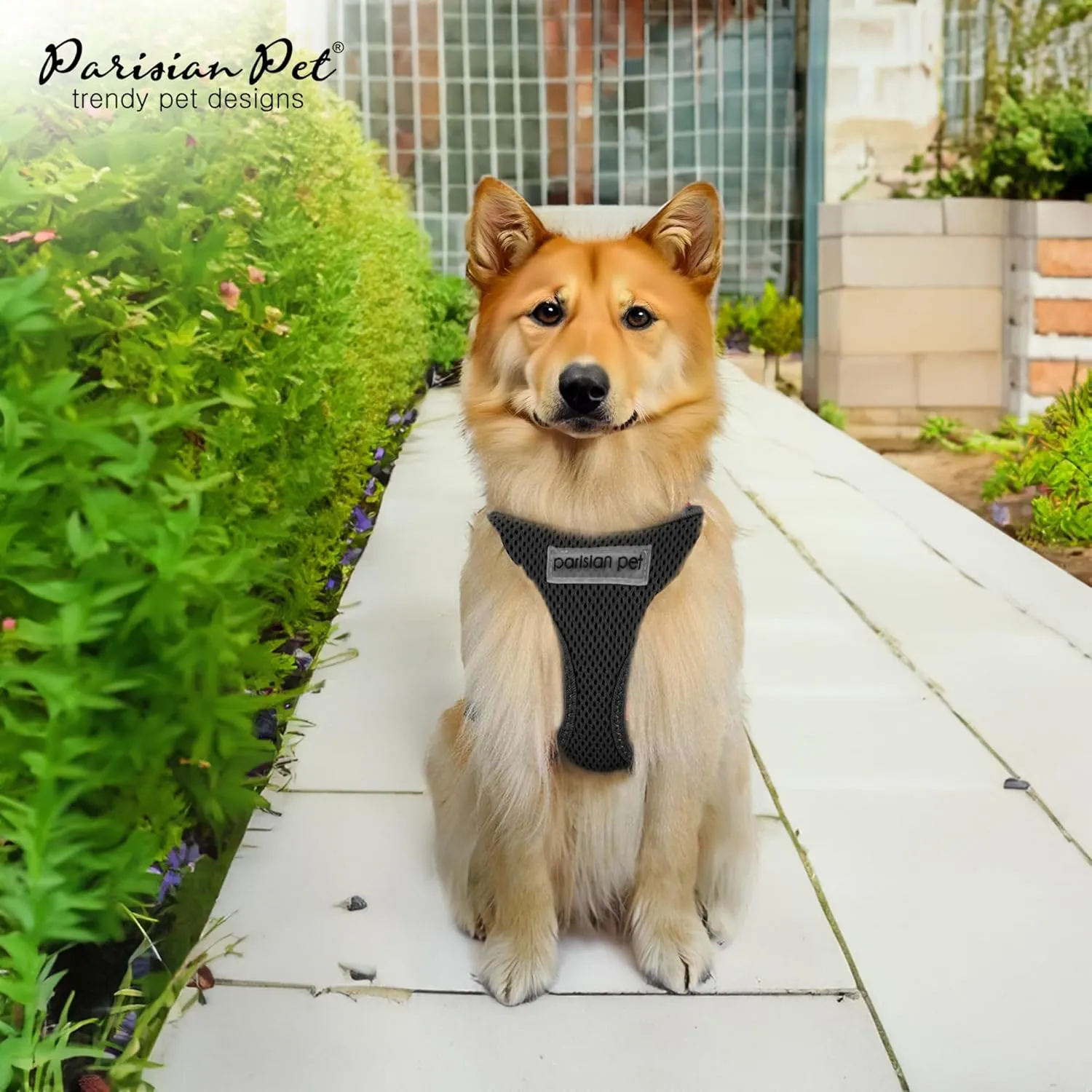 Parisian Pet Dog Harness - Adjustable, No Pull, Soft Padded Mesh Pet Harness for Cats and Dogs - Black, Size S