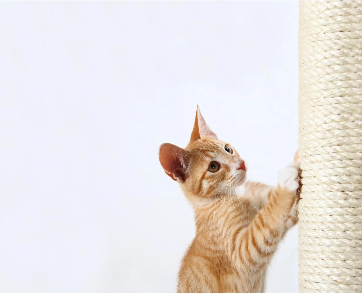 TRIXIE Replacement Sisal Post for Scratching Posts, Cat Trees and Cat Towers, 3.5 in x 15.7 in (9 x 40 cm)